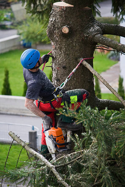 Best Utility Line Clearance  in Holley, FL